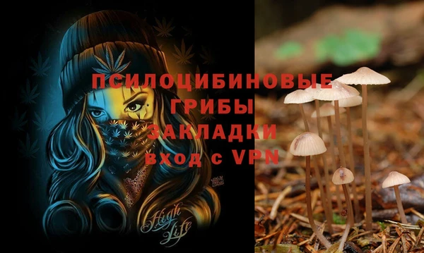 гашик Карпинск
